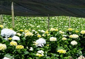 Flores-El-Portico-Floricultores-en-Colombia-para-exportacion-1200x830-2