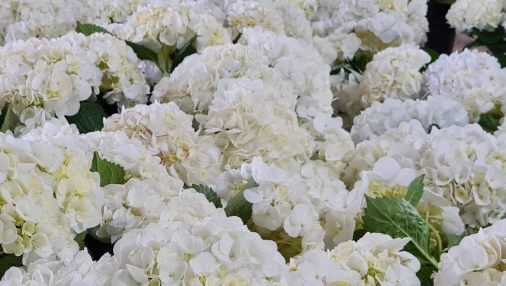 Flores-El-Portico-Floricultores-en-Colombia-para-exportacion-1200x830-4