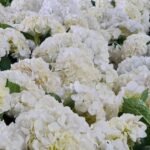 Flores-El-Portico-Floricultores-en-Colombia-para-exportacion-1200x830-4