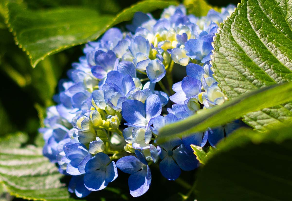 Flores-El-Portico-como-garantizar-la-frescura-de-las-flores-durante-la-exoportacion-Flores-frescas-para-exportacion-1200x830