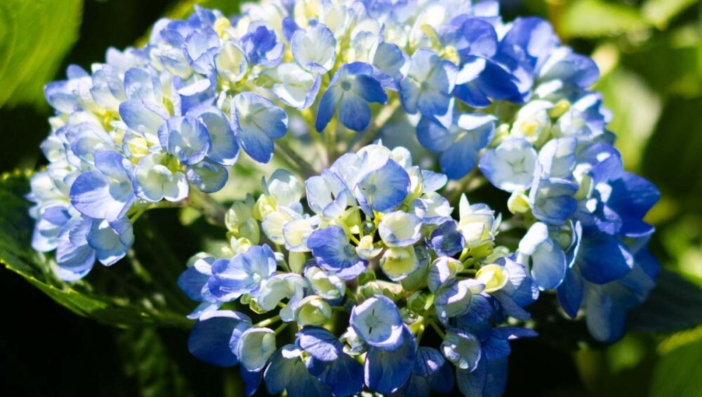 Flores-El-Portico-como-garantizar-la-frescura-de-las-flores-durante-la-exoportacion-Transporte-de-flores-frescas-1200x830