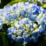 Flores-El-Portico-como-garantizar-la-frescura-de-las-flores-durante-la-exoportacion-Transporte-de-flores-frescas-1200x830