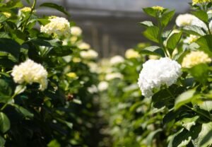 flores-El-Portico-Tendencias-Globales-en-el-mercado-de-Hortensias-Comprar-hortensias-para-eventos-1200x830