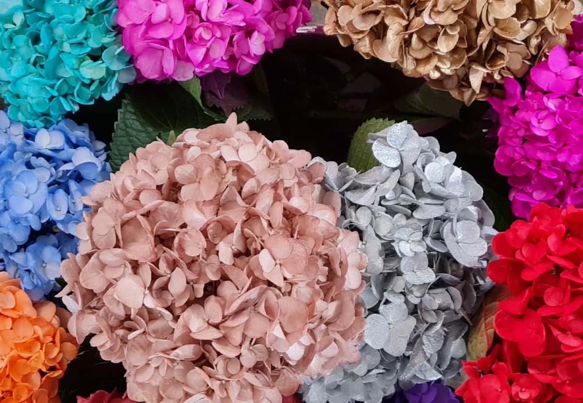 flores-El-Portico-Tendencias-Globales-en-el-mercado-de-Hortensias-Flores-frescas-al-por-mayor-1200x830