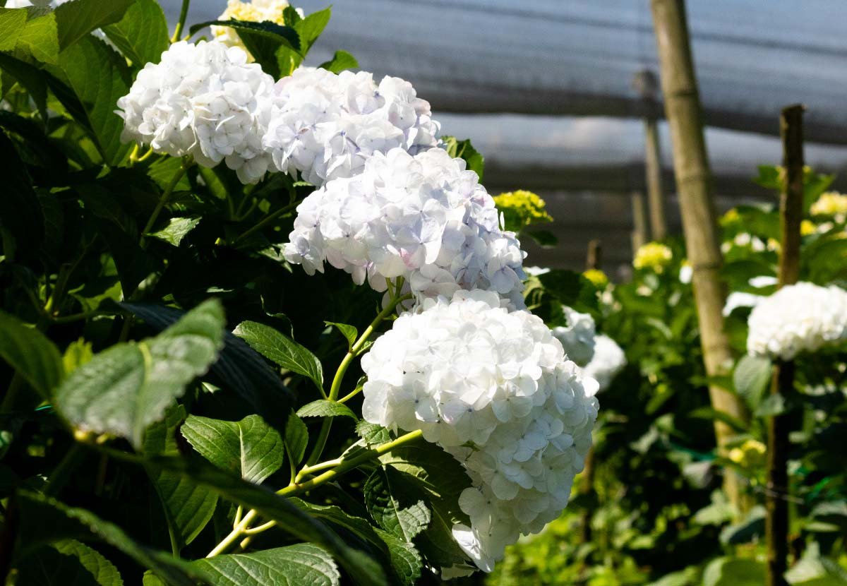 Flores-El-Portico-Floricultores-en-Colombia-para-exportacion-1200x830-como-garantizar-la-frescura-de-las-flores-durante-la-exportacion
