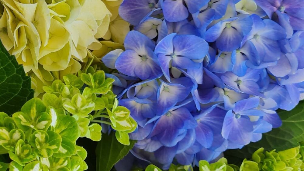 Flores-El-Portico-Floricultores-en-Colombia-para-exportacion-1200x830-tendencias-globales-en-el-mercado-de-hortensias-1