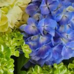 Flores-El-Portico-Floricultores-en-Colombia-para-exportacion-1200x830-tendencias-globales-en-el-mercado-de-hortensias-1