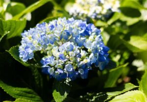 Flores-El-Portico-Floricultores-en-Colombia-para-exportacion-1200x830-tendencias-globales-en-el-mercado-de-hortensias