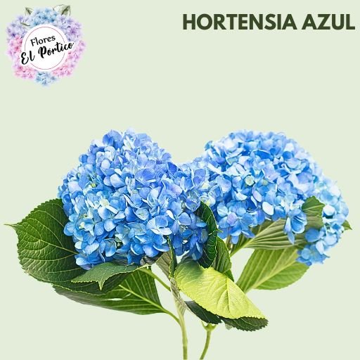 Flores-el-portico-Exportacion-de-flores-frescas-Colombia-252x252-azul (2)