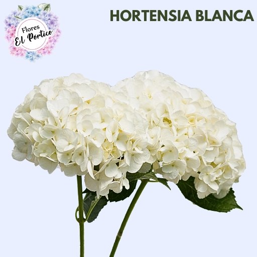 Flores-el-portico-Exportacion-de-flores-frescas-Colombia-512x512-Hortensia-Blanca