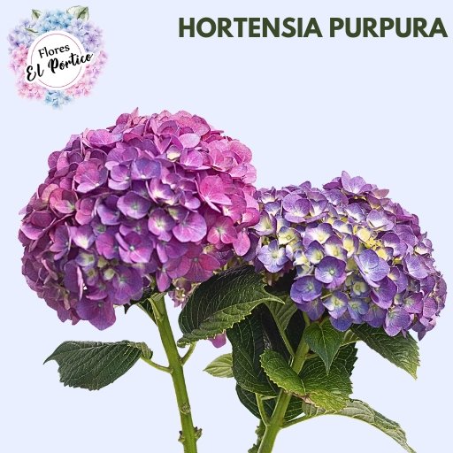 Flores-el-portico-Exportacion-de-flores-frescas-Colombia-512x512-Hortensia-Purpura