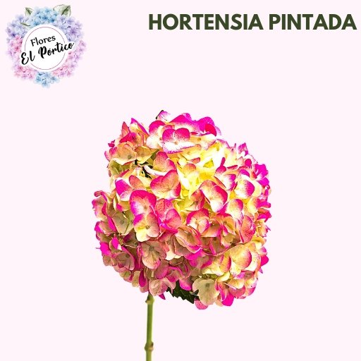 Flores-el-portico-Exportacion-de-flores-frescas-Colombia-512x512-hortencia-pintada (1)