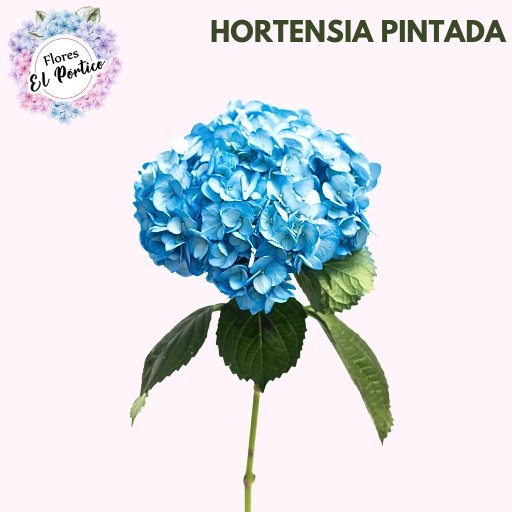 Flores-el-portico-Exportacion-de-flores-frescas-Colombia-512x512-hortencia-pintada (3)
