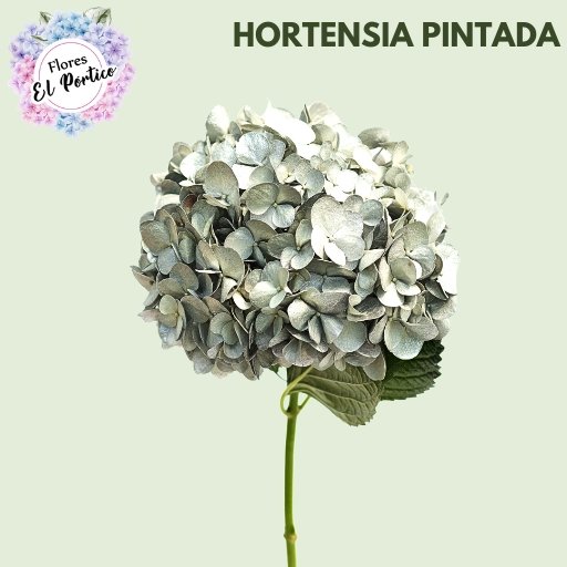 Flores-el-portico-Exportacion-de-flores-frescas-Colombia-512x512-hortencia-pintada (7)