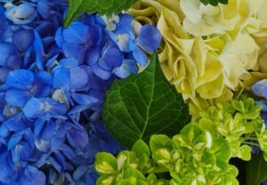 flores-El-Portico-Tendencias-Globales-en-el-mercado-de-Hortensias-Comprar-hortensias-para-eventos-1200x830-el-portico